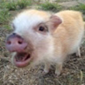 Meet your Posher, Owen